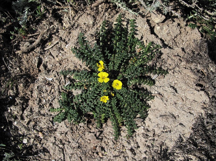 Morisia monanthos
